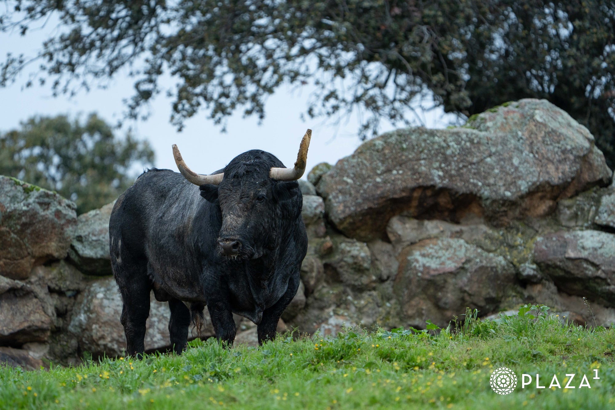 Estos son los toros de Adolfo Martín que inaugurarán la temporada de Las Ventas