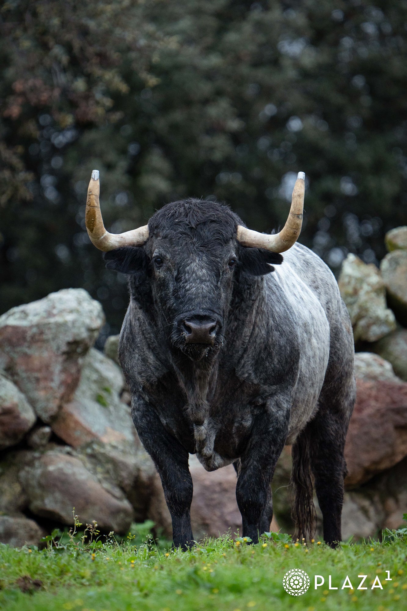 Estos son los toros de Adolfo Martín que inaugurarán la temporada de Las Ventas