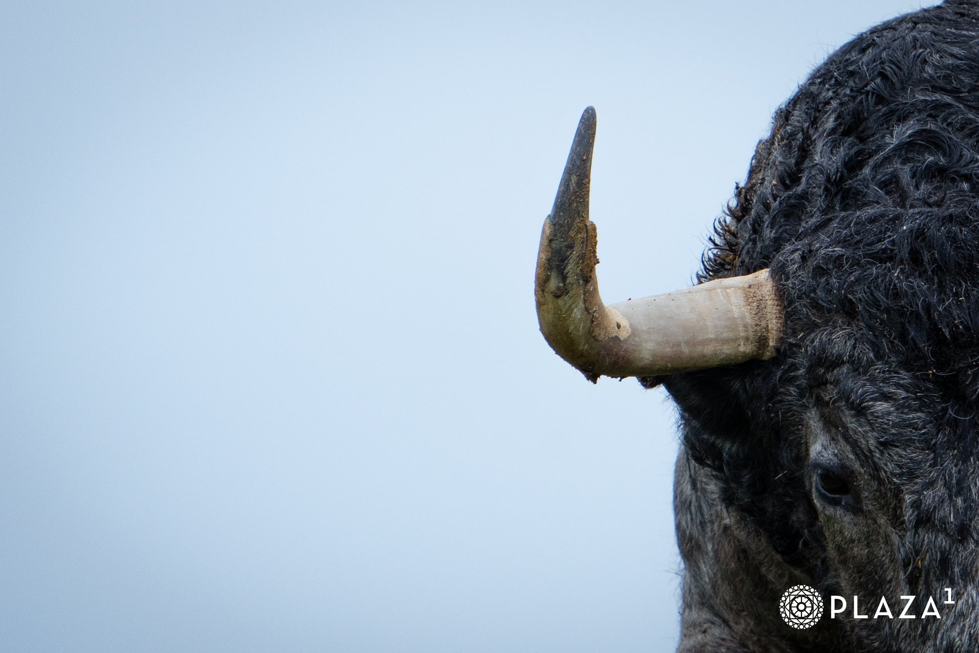 Estos son los toros de Adolfo Martín que inaugurarán la temporada de Las Ventas