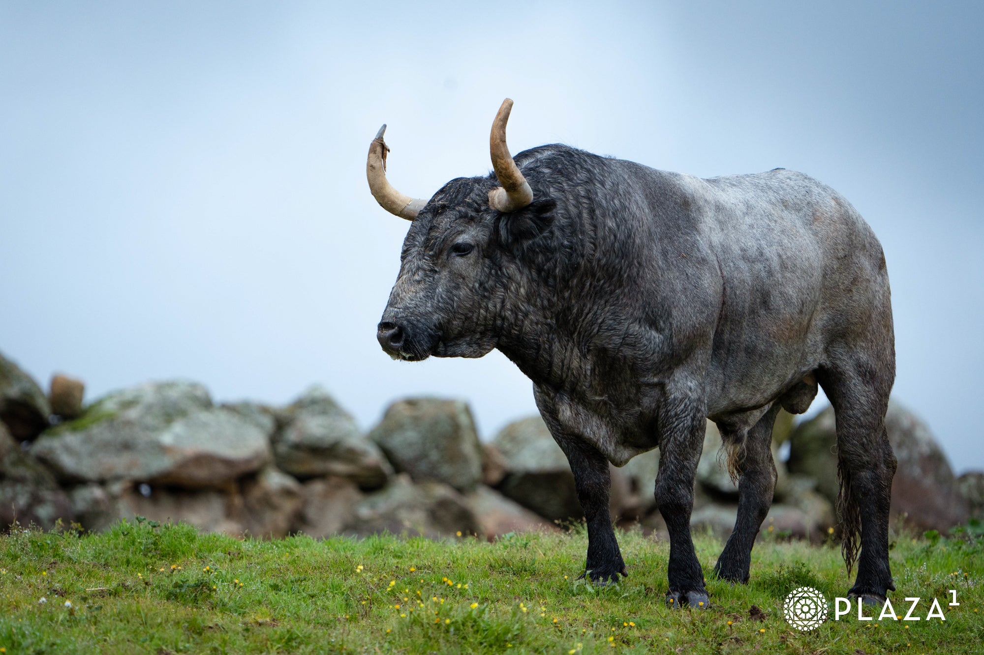 Estos son los toros de Adolfo Martín que inaugurarán la temporada de Las Ventas