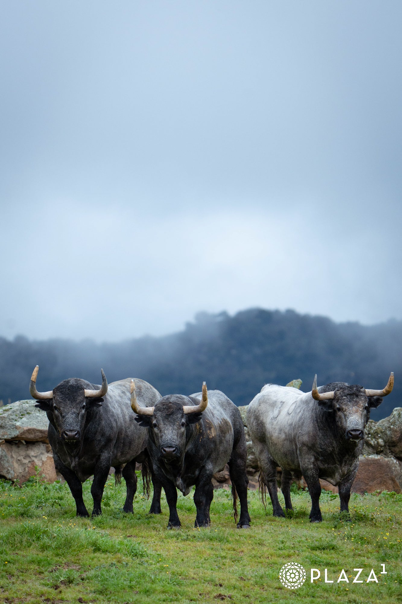 Estos son los toros de Adolfo Martín que inaugurarán la temporada de Las Ventas
