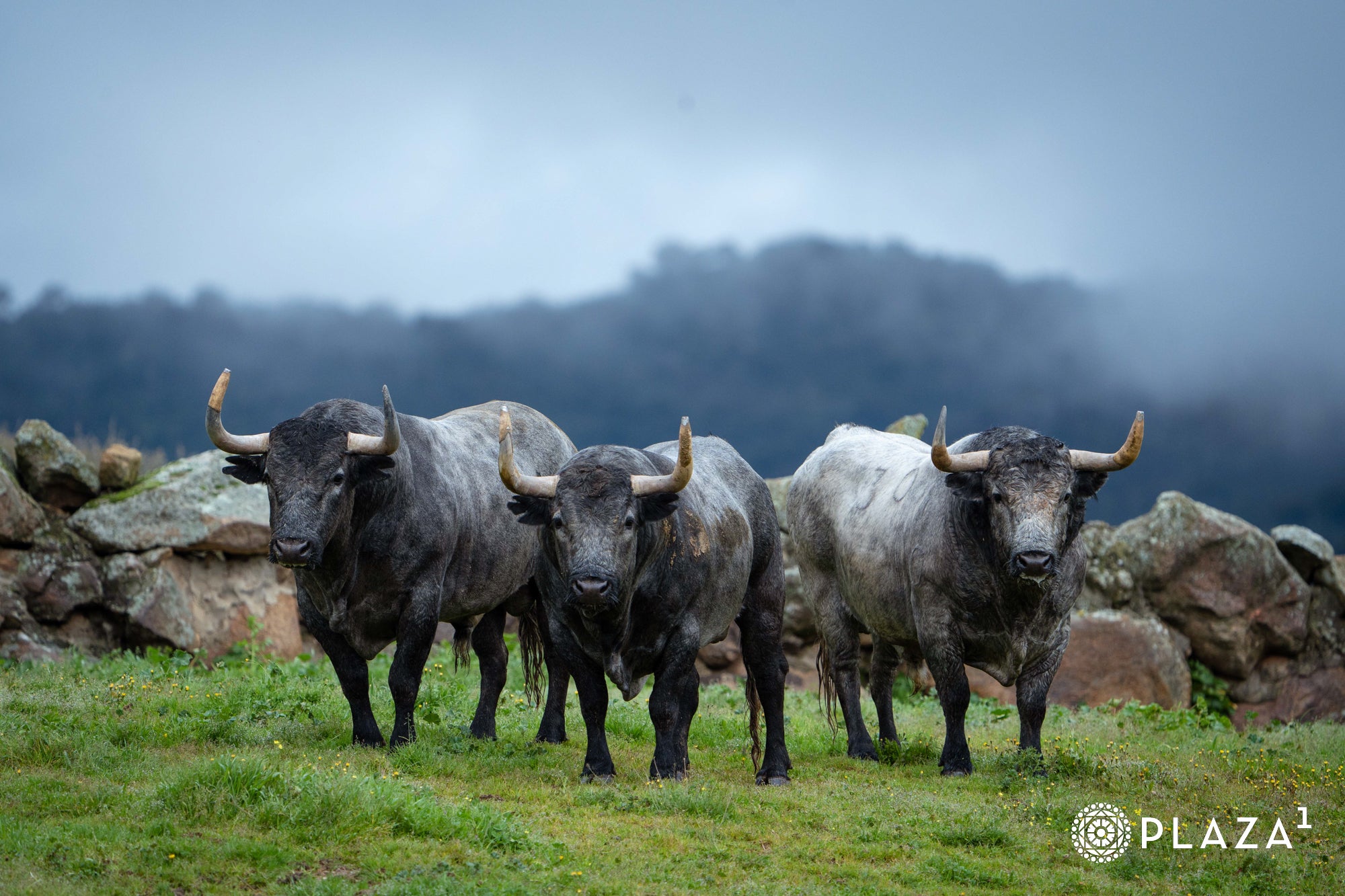 Estos son los toros de Adolfo Martín que inaugurarán la temporada de Las Ventas