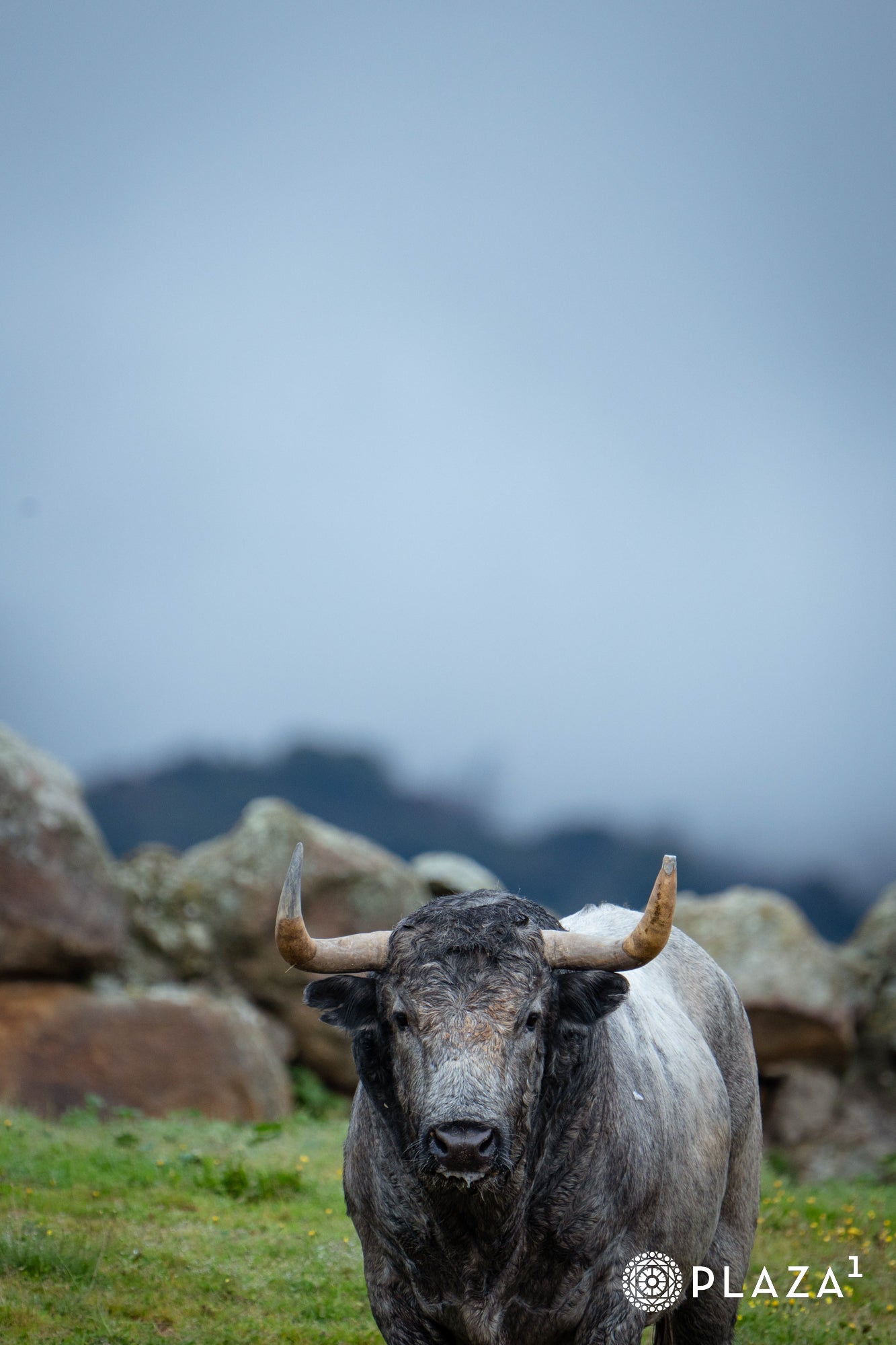 Estos son los toros de Adolfo Martín que inaugurarán la temporada de Las Ventas