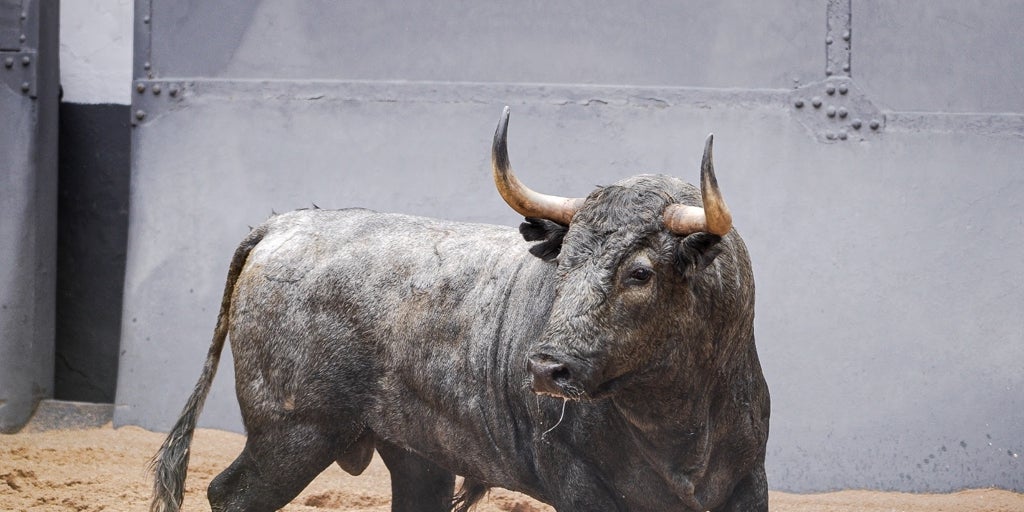 Todo listo en Las Ventas: los toros de Adolfo Martín, en los corrales; la lona piramidal, puesta