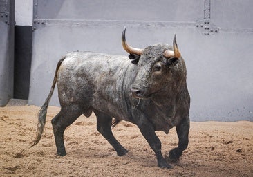 Todo listo en Las Ventas: los toros de Adolfo Martín, en los corrales; la lona piramidal, puesta