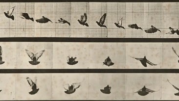 Eadweard Muybridge