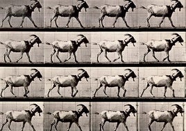 Eadweard Muybridge en el Museo Universidad de Navarra: la realidad nunca advertida