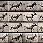 Eadweard Muybridge en el Museo Universidad de Navarra: la realidad nunca advertida