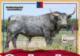 Galocho, el toro enmaromado de Victorino pedido el lunes que España se fundía a negro