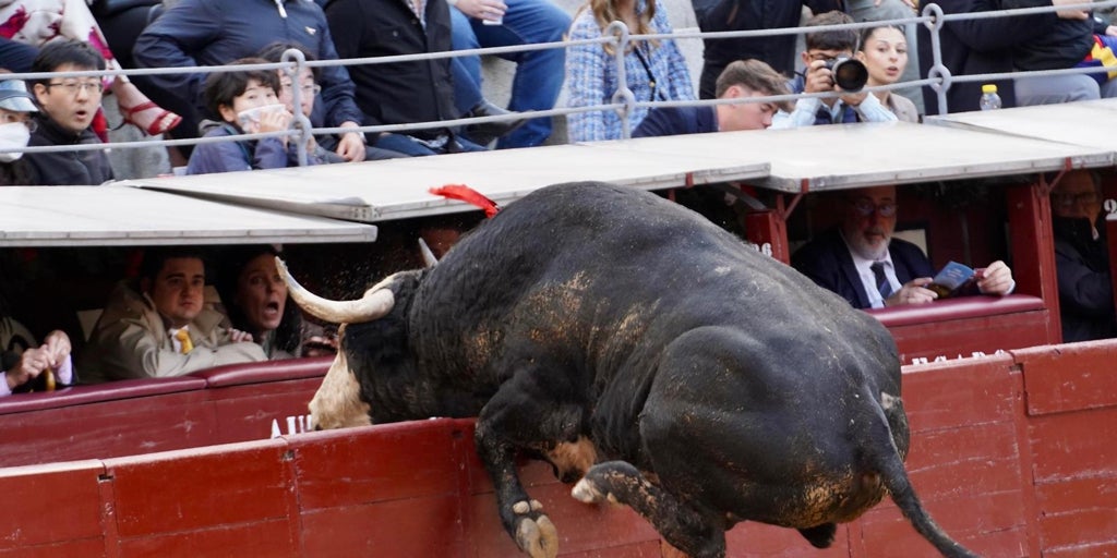 Las Ventas: las vacas no estarán orgullosas de sus hijos