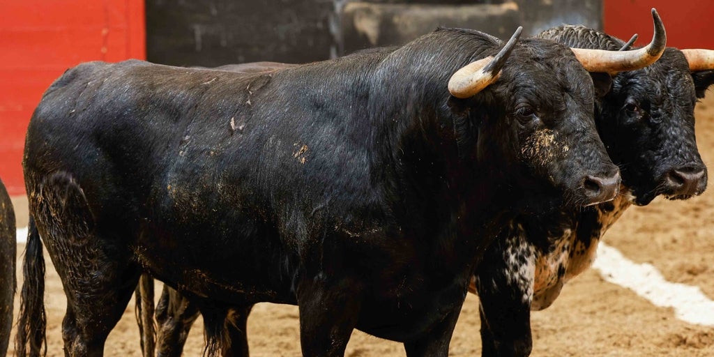 Los toros de Victoriano del Río para el duelo Juan Ortega-Roca Rey en la Maestranza
