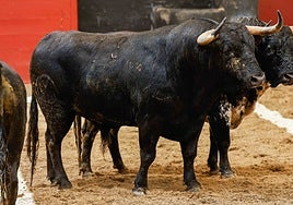 Los toros de Victoriano del Río para el duelo Juan Ortega-Roca Rey en la Maestranza