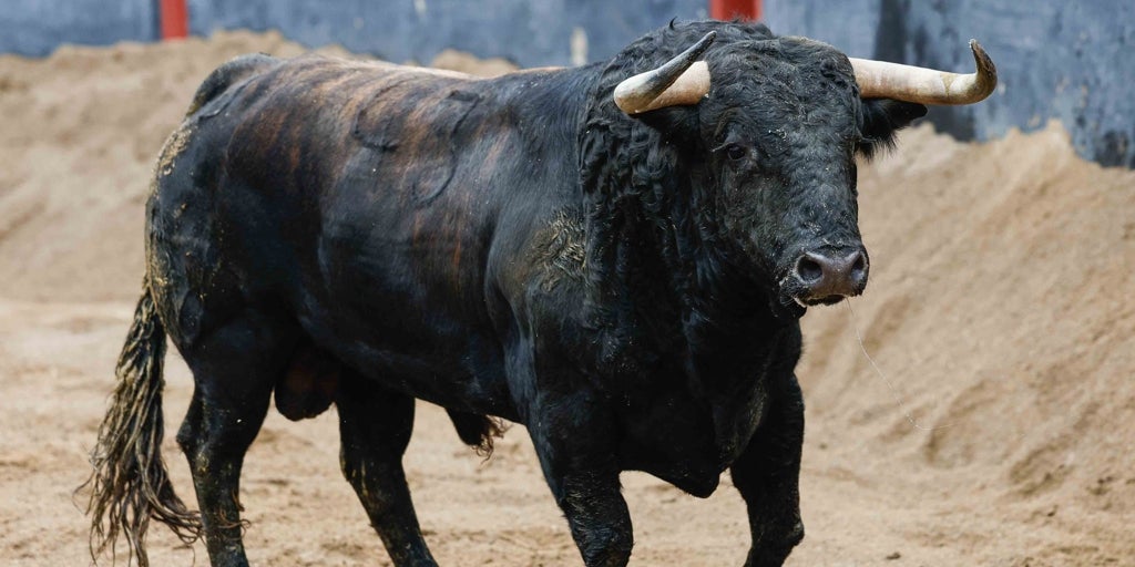 Los toros de Juan Pedro Domecq para la corrida de esta tarde en la Maestranza con Diego Urdiales, Castella y Pablo Aguado