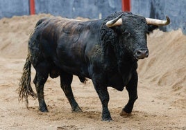 Los toros de Juan Pedro Domecq para la corrida de esta tarde en la Maestranza con Diego Urdiales, Castella y Pablo Aguado