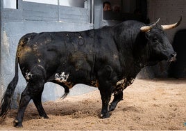 Primer sorteo de San Isidro: las cuadrillas apuestan por el quinto