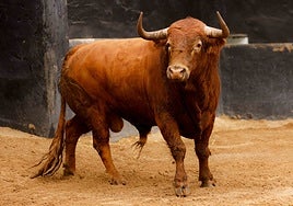 Los toros de Garcigrande para Morante de la Puebla, Daniel Luque y Tomás Rufo