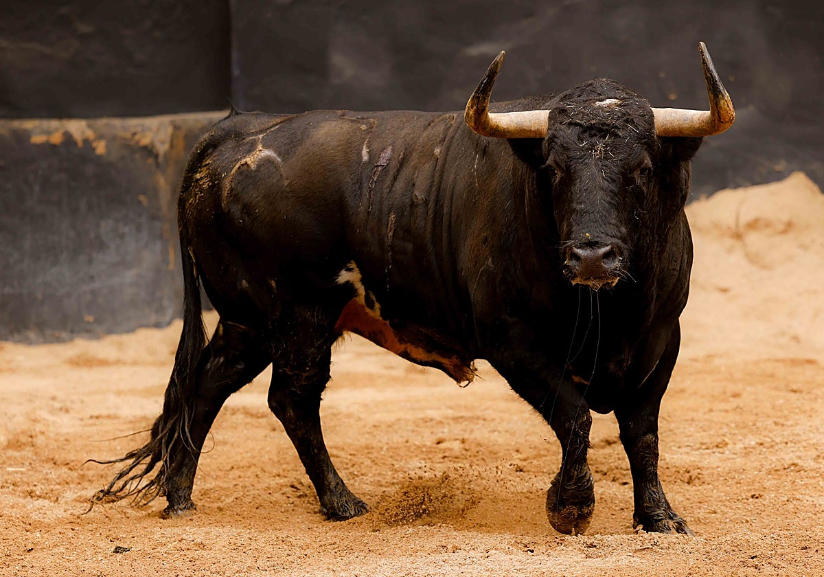 Sexto toro para David de Miranda