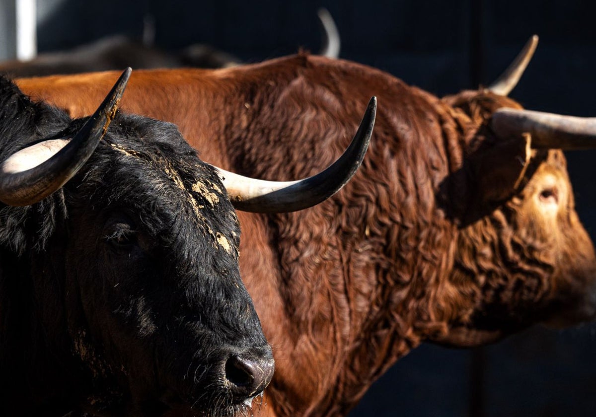 Los toros de esta tarde