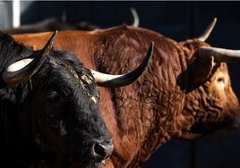 San Isidro: así fue el baile de corrales del Día de la Tauromaquia