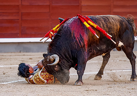 La casta brava llegó de Colombia
