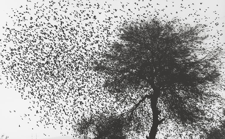 Imagen principal - Dearriba abajo, 'Árbol con pájaros'; 'Desierto de Sonora'; y 'Magnolia'