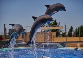 Koldo, pero con delfines