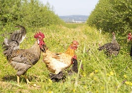 Sostres en el campo: cuatro gallinas ponedoras
