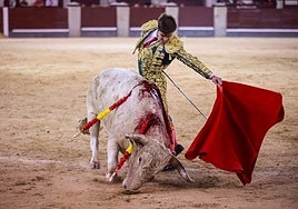 Los novillos que querían mimetizarse con el ruedo