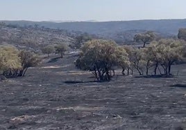 Arde la finca brava de Jandilla: «Ningún ecologista ha venido a salvar las vacas»