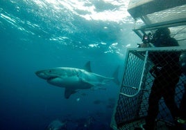 El tiburón de Gangsbaai