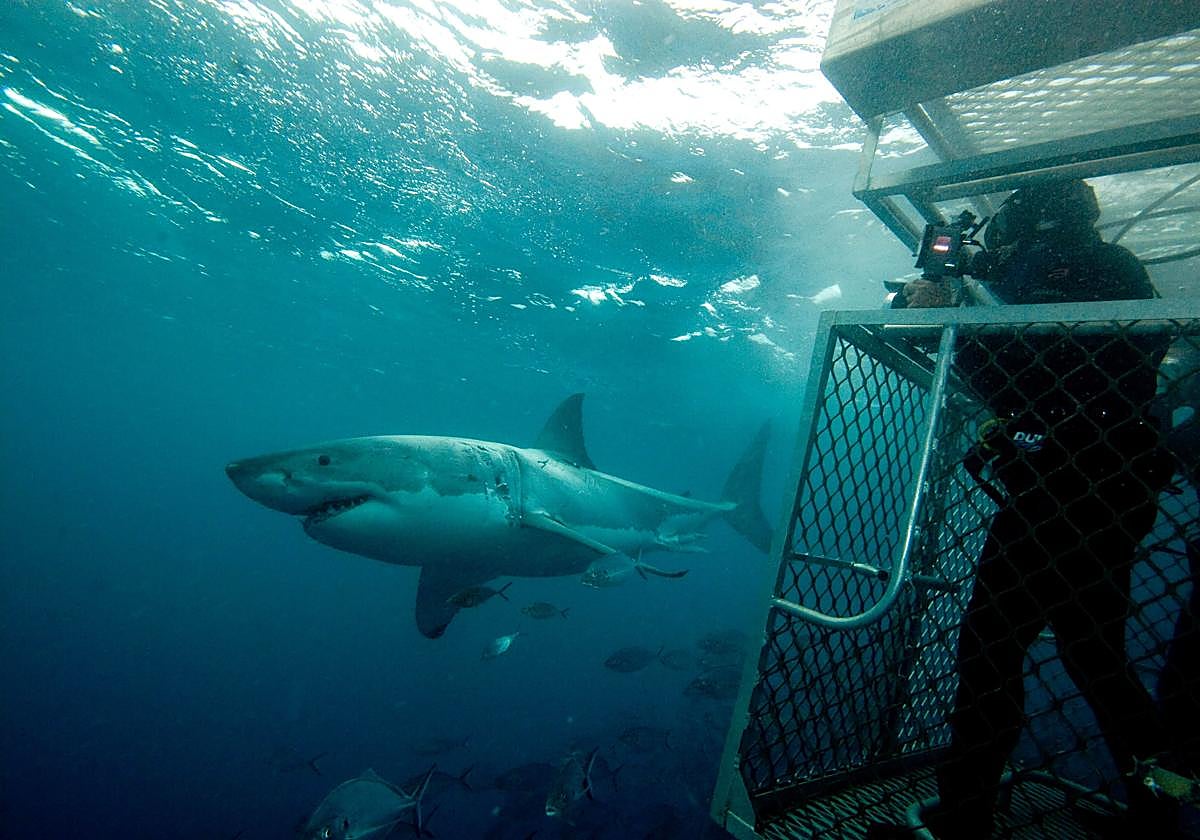 El tiburón de Gangsbaai