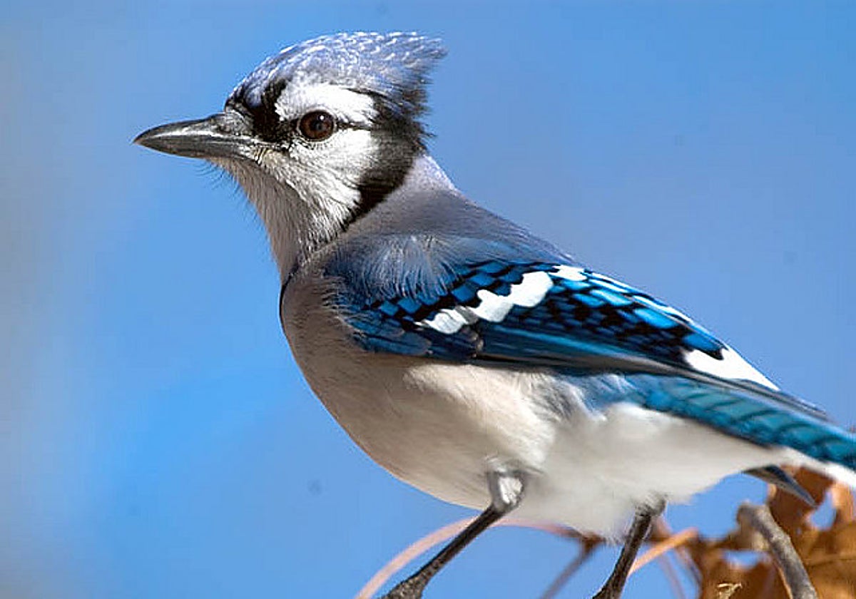 &#039;Los cuervos en la historia&#039;, de Jorge Fondebrider, y &#039;Diez aves que cambiaron el mundo&#039;, de S. Moss: exploración sobre los alados