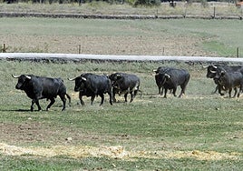 El campo bravo sevillano se ve afectado por diferentes percances en  las últimas fechas
