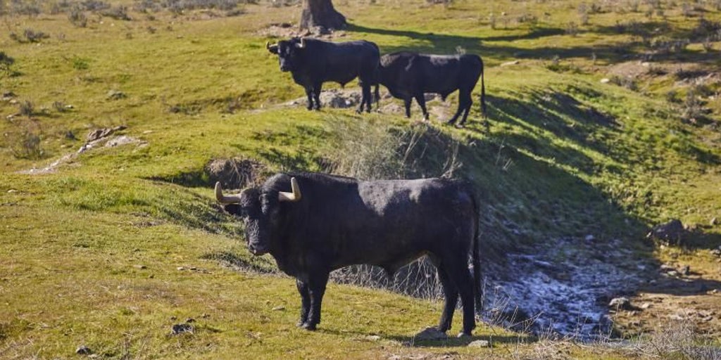 El poder y la resistencia de los toros en Extremadura, la brava tierra elegida por Morante en su reaparición