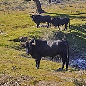 Toros de Victorino Martín en la finca de 'Las Tiesas de Santa María'