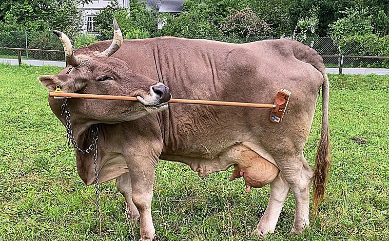 Imagen principal - La vaca Veronika y artículos sobre el mono 'Cónsul' (1903) y 'Schnucki' (1925)