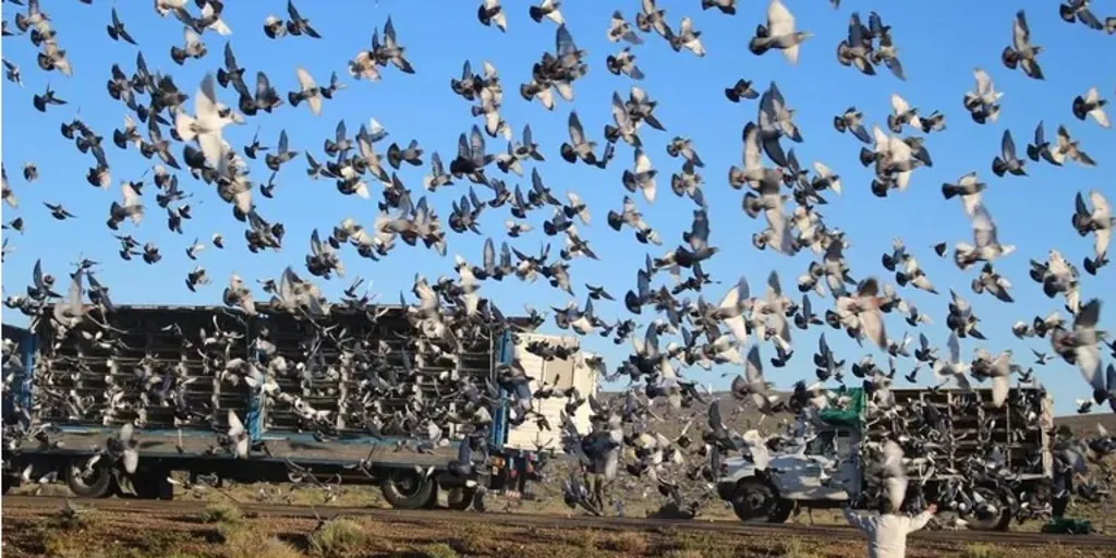 20 000 pigeons voyageurs perdus dans une course entre la France et la Belgique