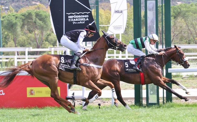 White King, el rey blanco, buscará su corona en el Gran Premio Villamejor