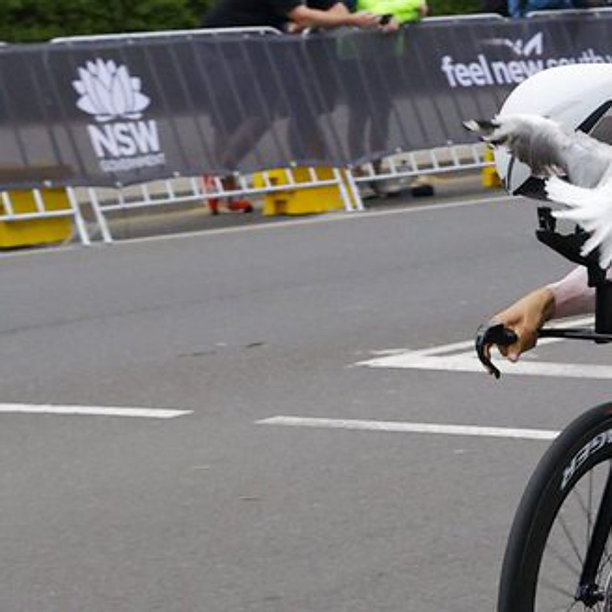 El ataque de los pájaros atemoriza a los ciclistas en el Mundial de Australia