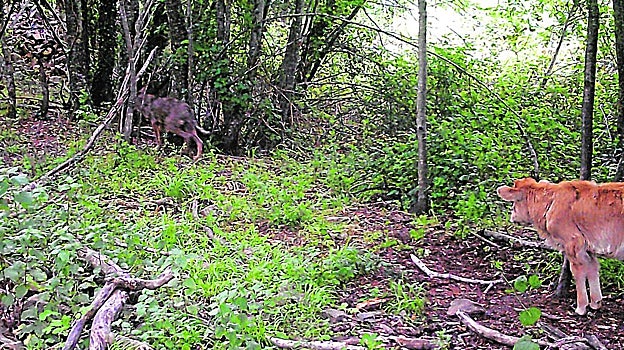 Fotografía tomada por las cámaras trampa del lobo mientras se aleja y la ternera da un paso al frente