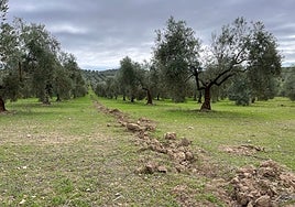 La FAC invita a los partidos políticos a visitar un proyecto para conciliar agricultura y conservación en el olivar
