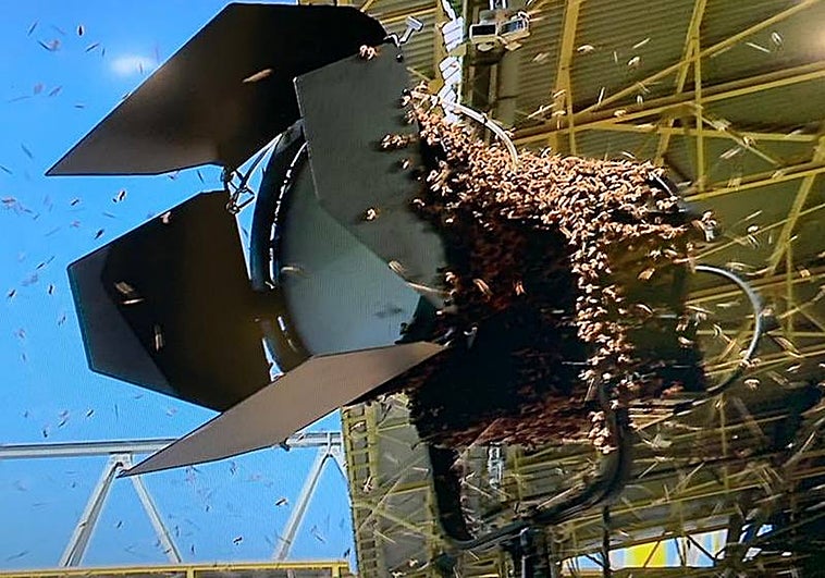 Miles d'Abejas en uno de los focos del estadio del Borussia de Dortmund