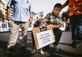 La Ley Animalista entrará en vigor si no se dan estas dos circunstancias