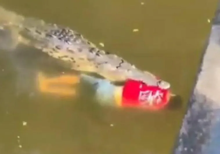Muere un futbolista devorado por un cocodrilo en un río