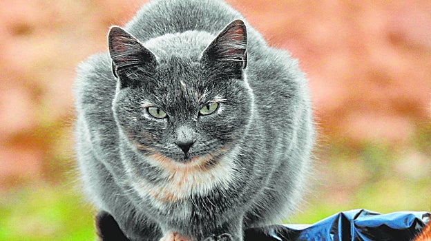 Detrás de las 'panteras fantasma' se encuentran los más modestos gatos domésticos