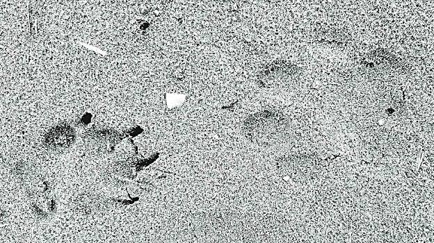 Huella de león y de perro en las que se aprecia la diferencia entre ambas