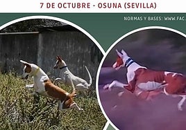 Abierta la inscripción del II Campeonato Andaluz de Caza Tradicional con Podenco Ibicenco