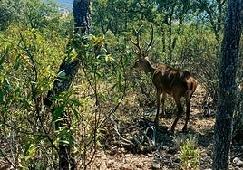 Nueva encuesta para el estudio de brotes de Enfermedad Hemorrágica Epizoótica en ciervos