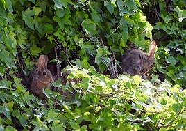 Los cazadores, aliados de la agricultura para controlar los daños por sobrepoblación de conejos