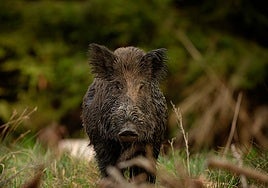 Los datos de la Junta avalan la eficacia de la caza para frenar la sobrepoblación de jabalí